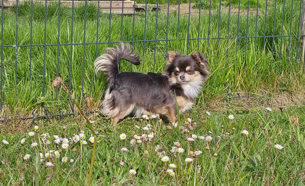 Tite mirabelle Du plateau des abeilles