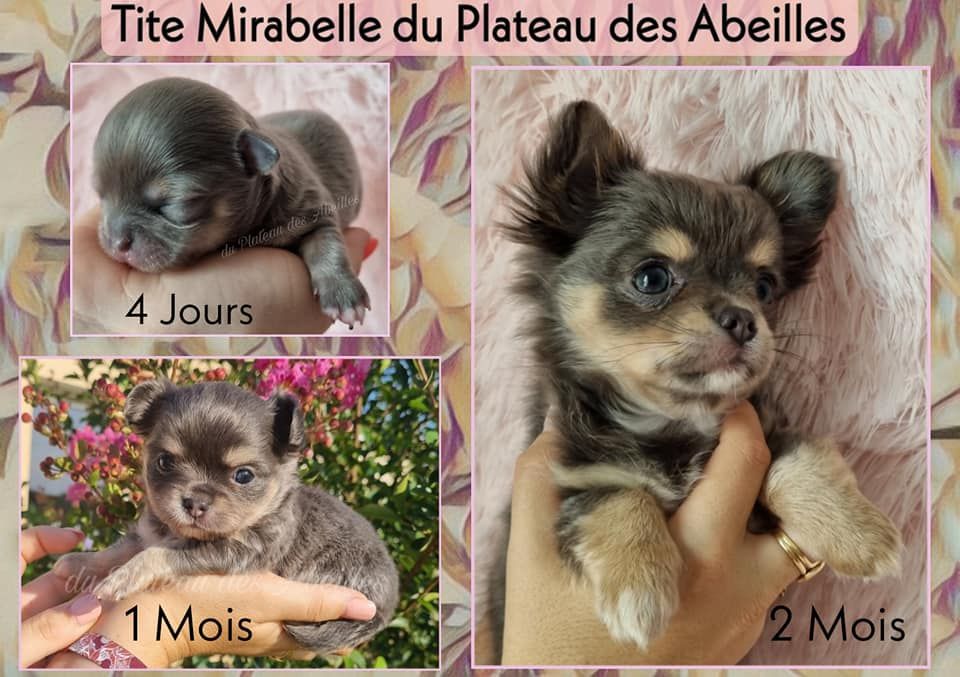 Tite mirabelle Du plateau des abeilles