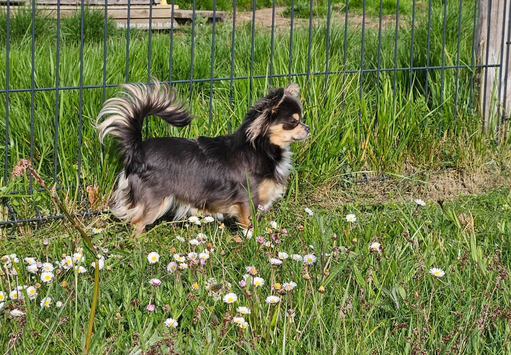 Tite mirabelle Du plateau des abeilles