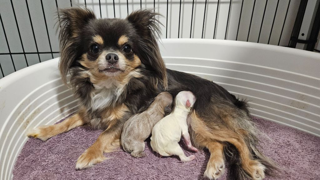 chiot Chihuahua Du plateau des abeilles