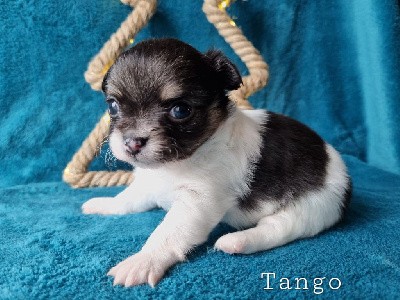 TANGO