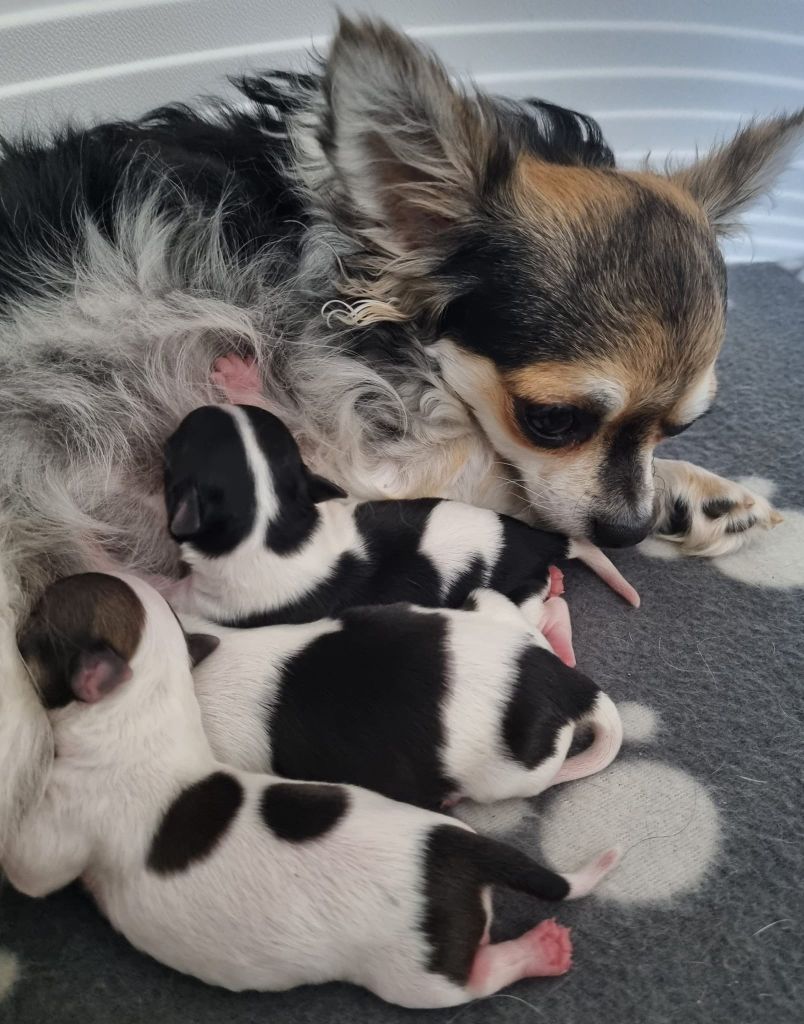 chiot Chihuahua Du plateau des abeilles