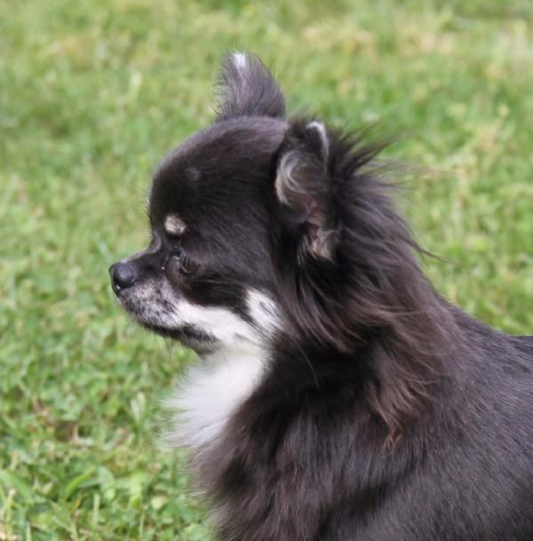 microschihuas Blue belle doris
