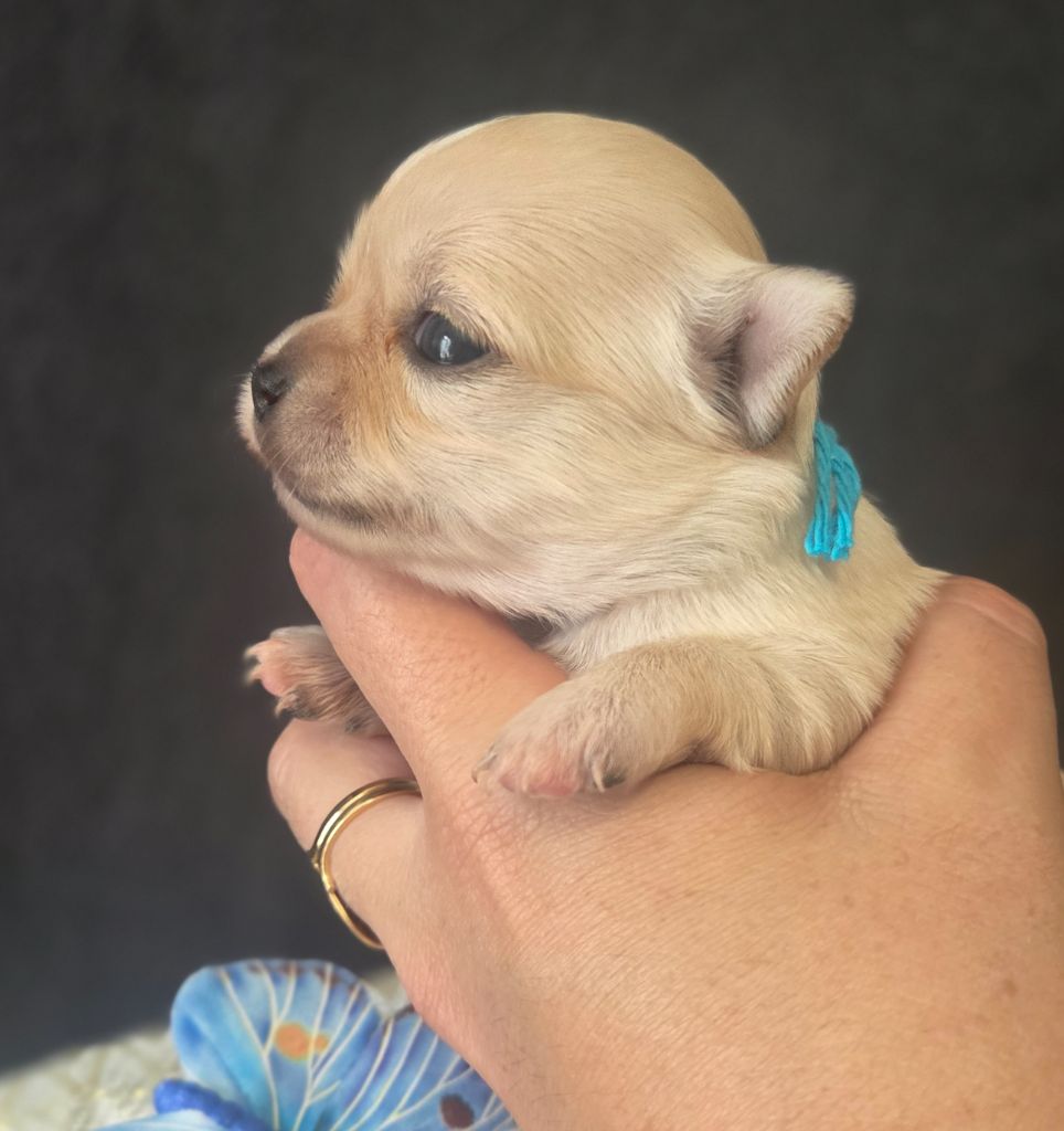 Du plateau des abeilles - Chiots disponibles - Chihuahua