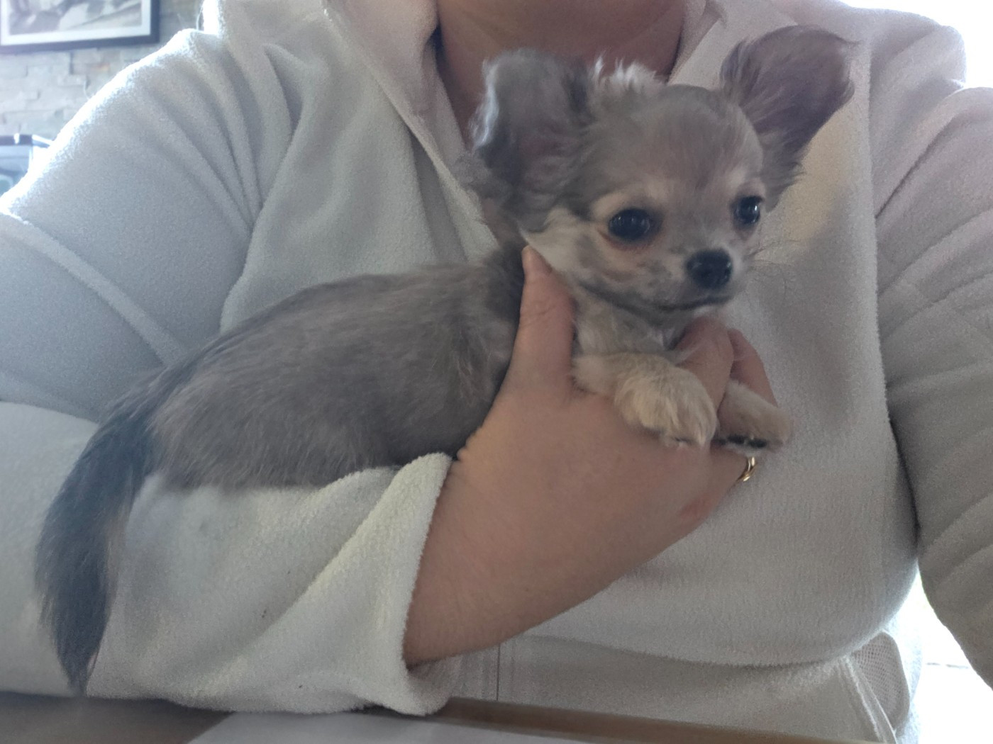 Du plateau des abeilles - Chiots disponibles - Chihuahua