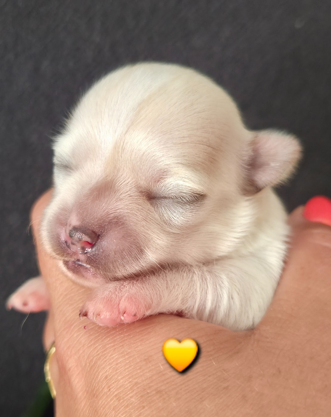 Du plateau des abeilles - Chiots disponibles - Chihuahua
