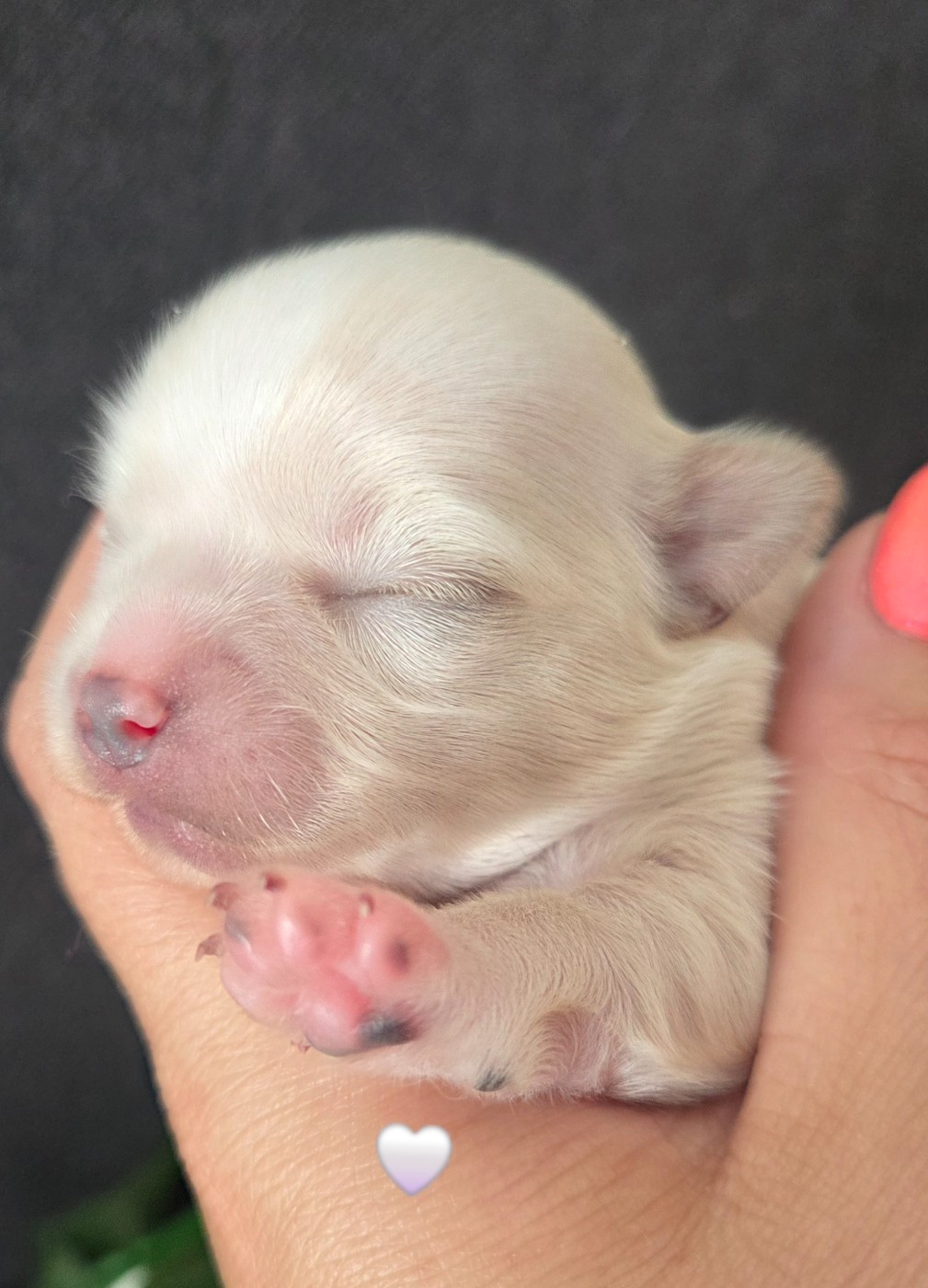 Du plateau des abeilles - Chiots disponibles - Chihuahua