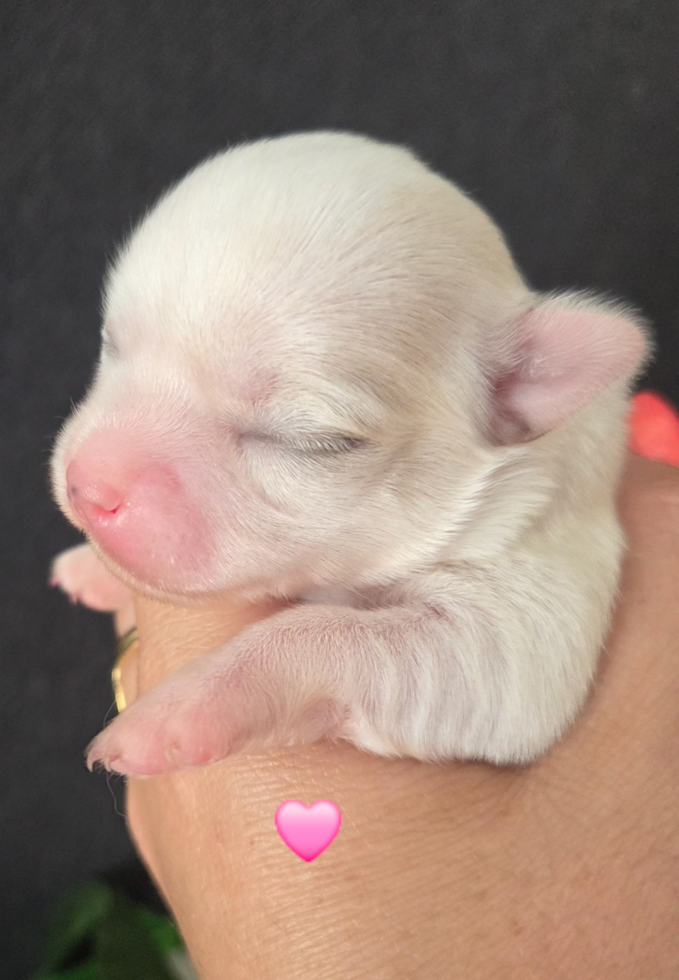 Du plateau des abeilles - Chiots disponibles - Chihuahua