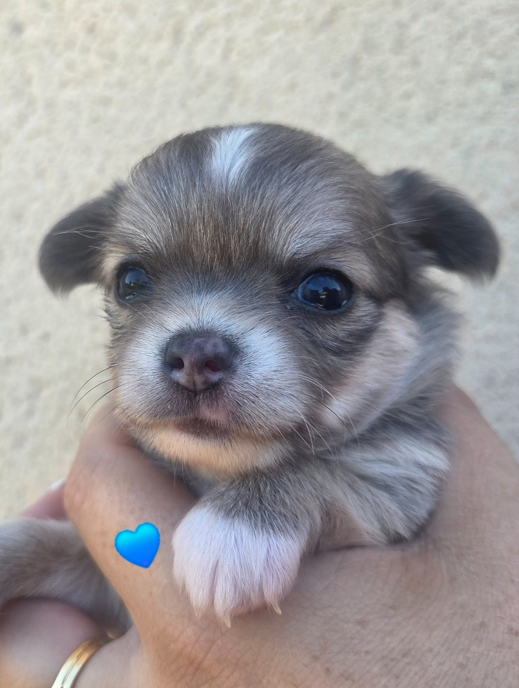 Du plateau des abeilles - Chiots disponibles - Chihuahua
