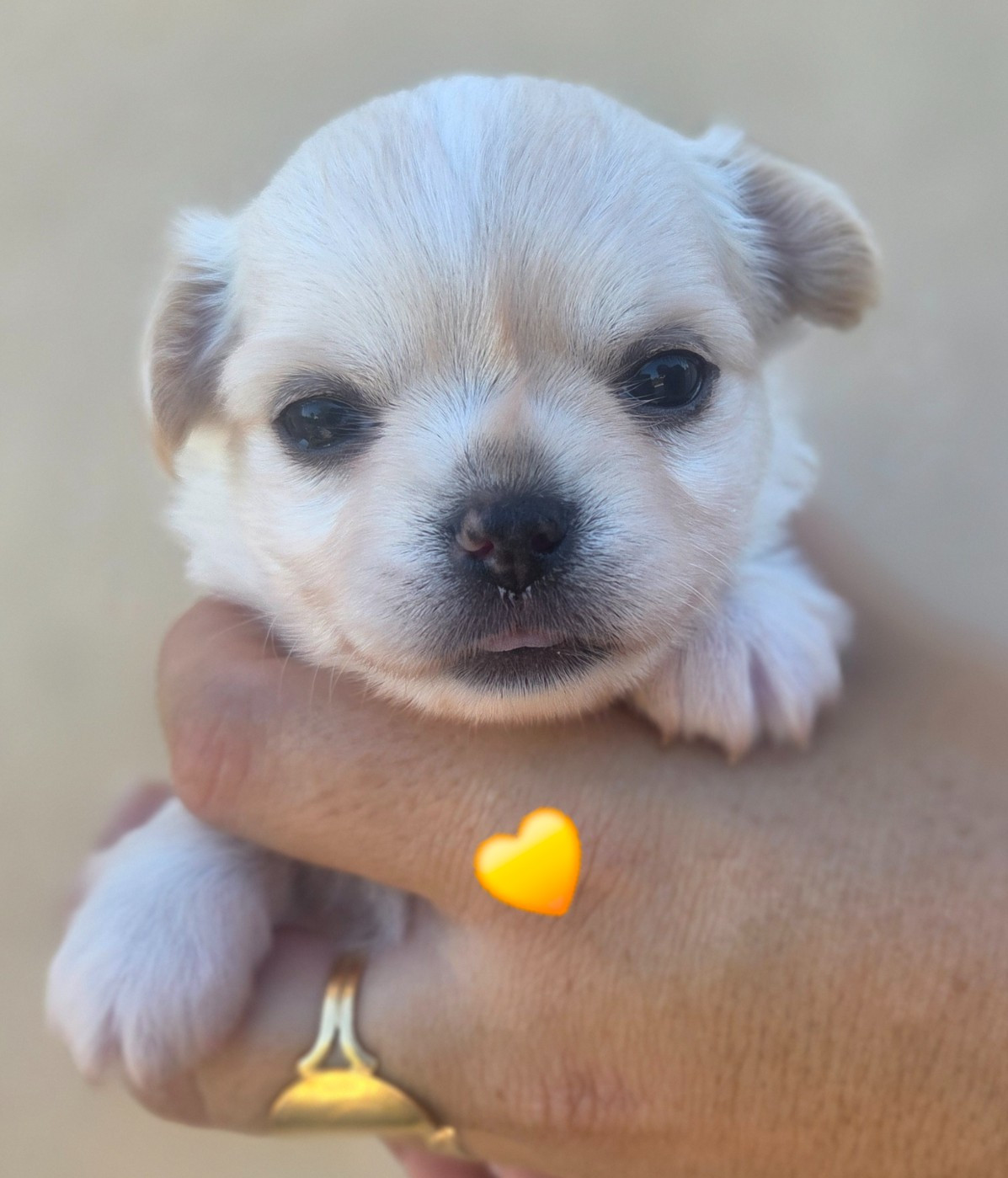 Du plateau des abeilles - Chiots disponibles - Chihuahua