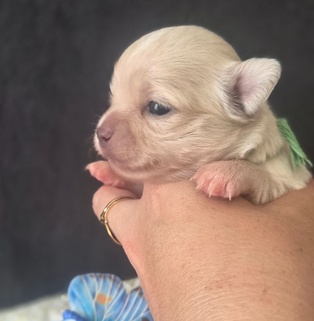 Du plateau des abeilles - Chiots disponibles - Chihuahua