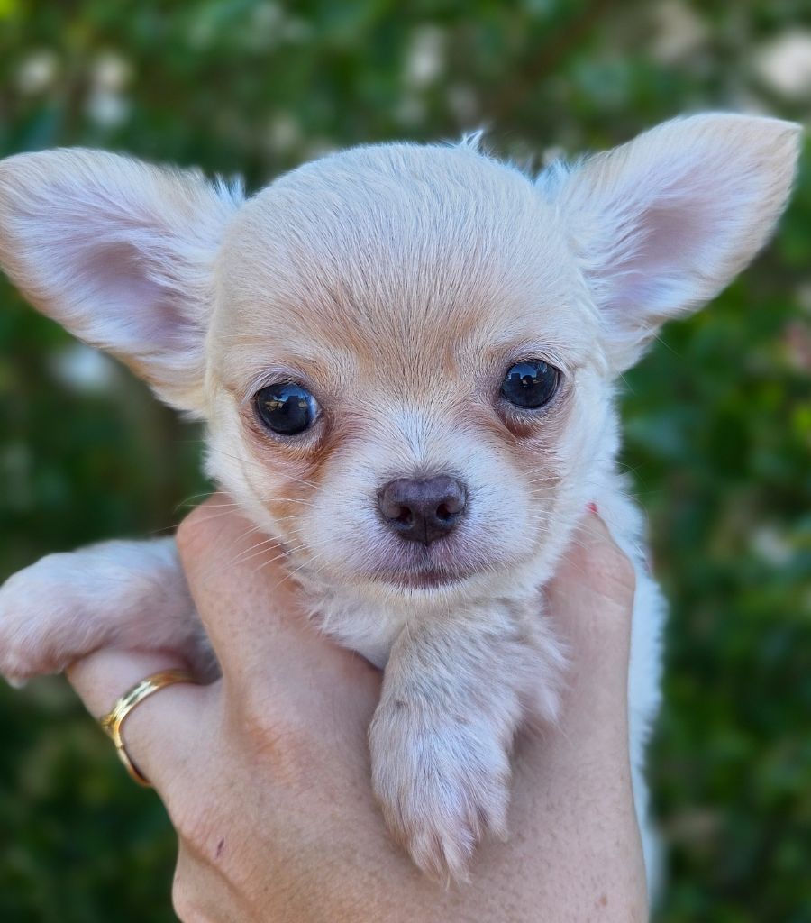 Du plateau des abeilles - Chiots disponibles - Chihuahua