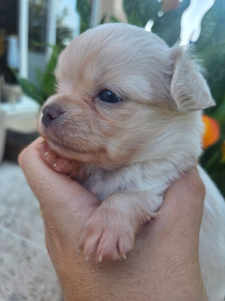 Du plateau des abeilles - Chiots disponibles - Chihuahua