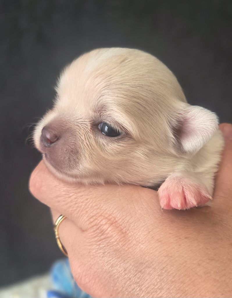 Du plateau des abeilles - Chiots disponibles - Chihuahua