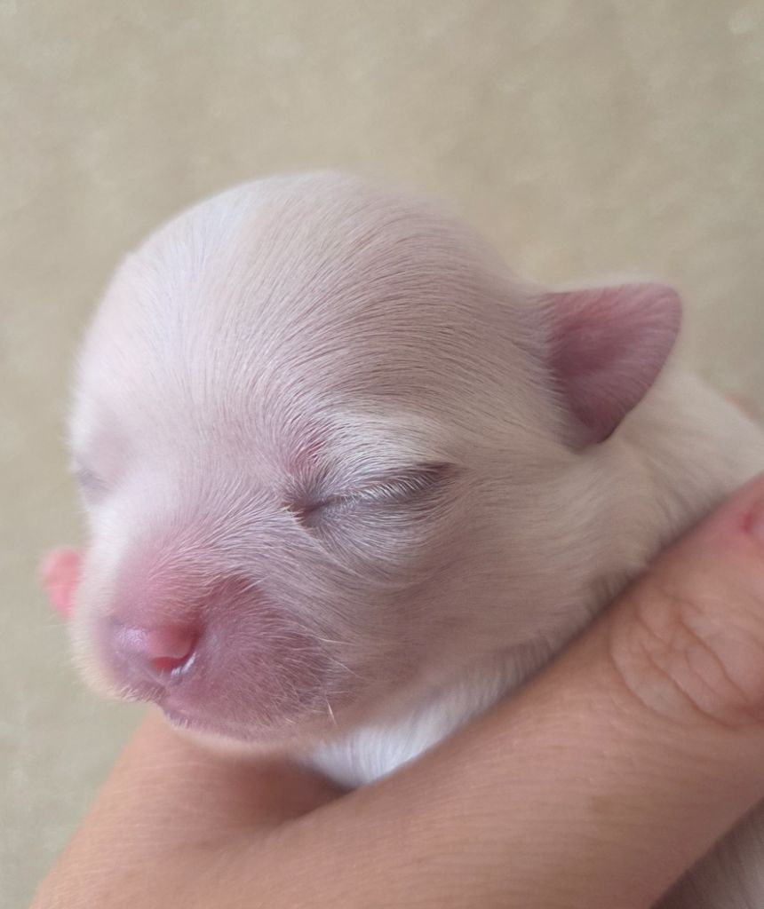 Du plateau des abeilles - Chiots disponibles - Chihuahua