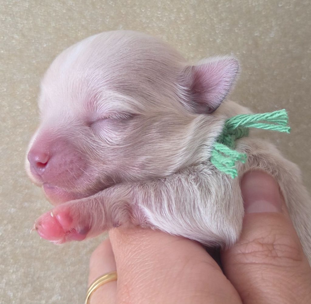 Du plateau des abeilles - Chiots disponibles - Chihuahua
