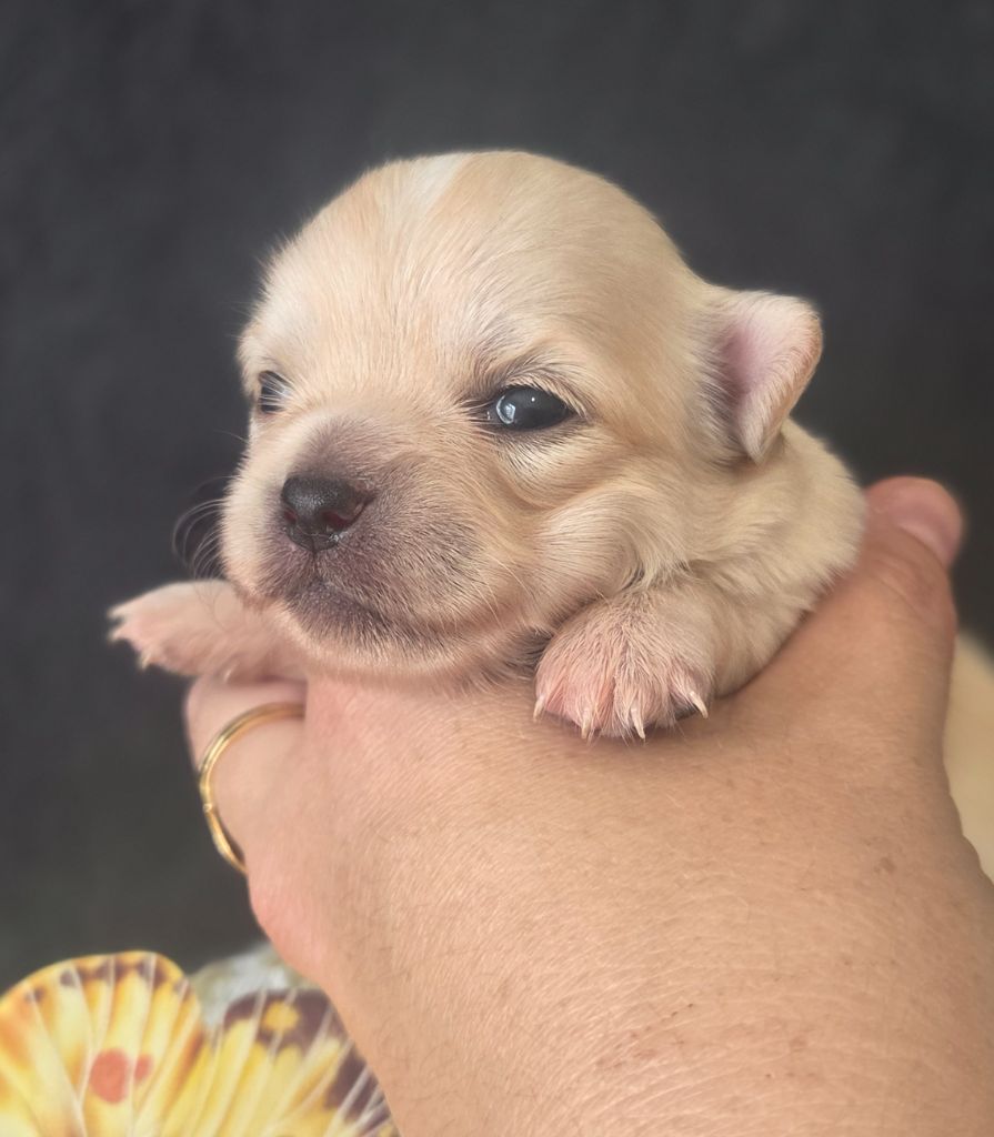 Du plateau des abeilles - Chiots disponibles - Chihuahua