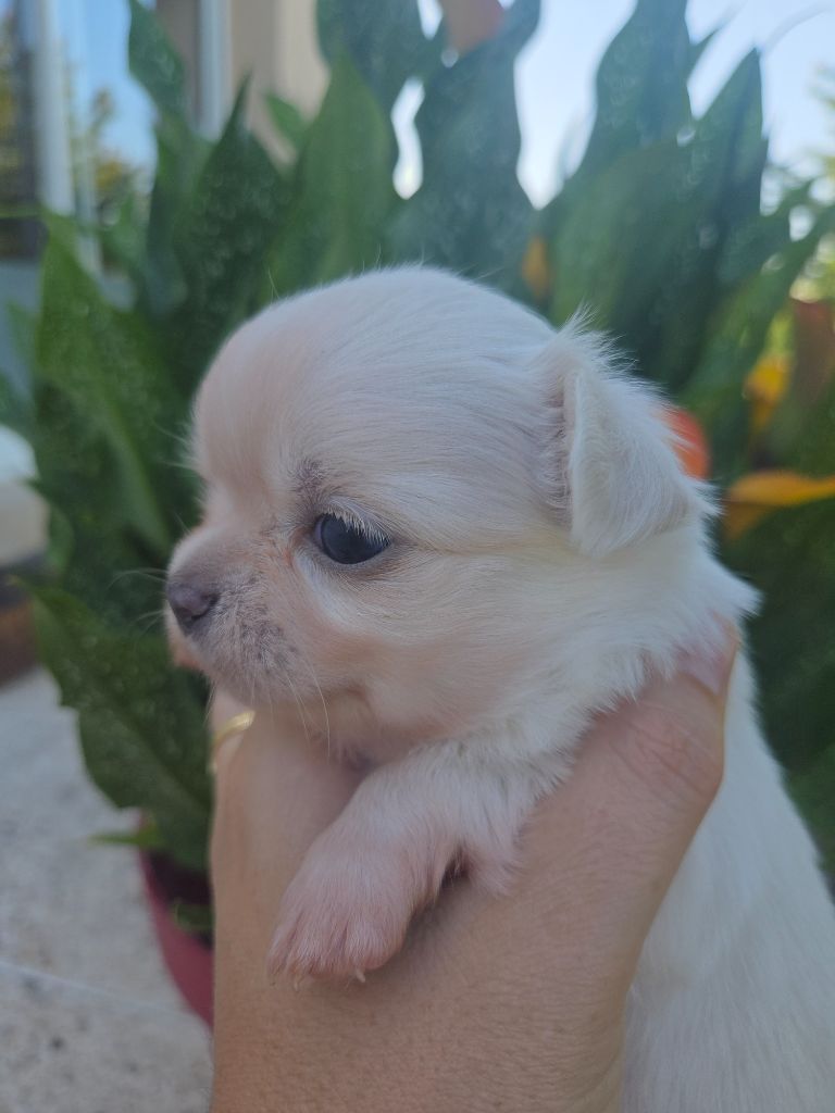 Du plateau des abeilles - Chiots disponibles - Chihuahua