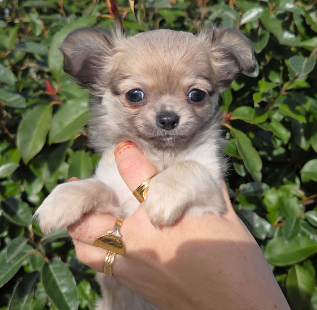 Du plateau des abeilles - Chiots disponibles - Chihuahua