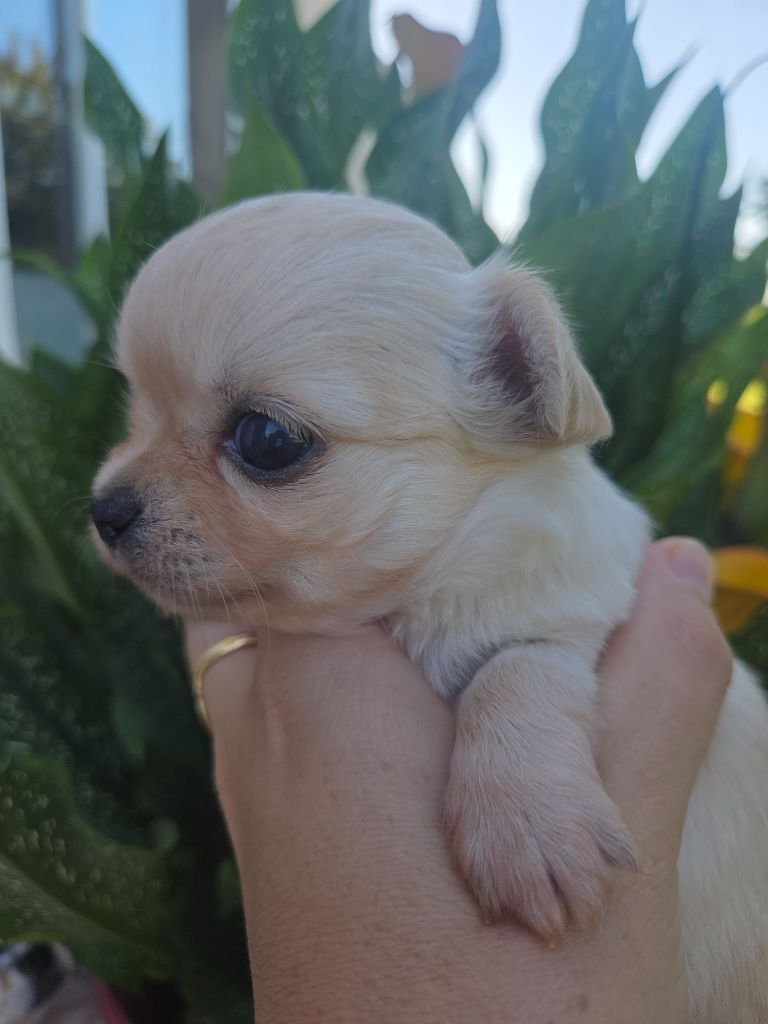 Du plateau des abeilles - Chiots disponibles - Chihuahua