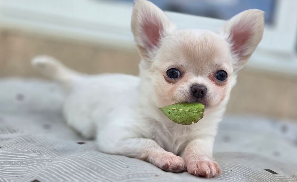 Du plateau des abeilles - Chiots disponibles - Chihuahua