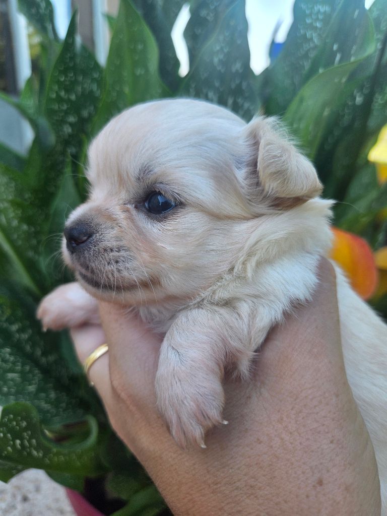 Du plateau des abeilles - Chiots disponibles - Chihuahua