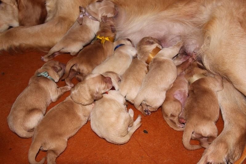CHIOT