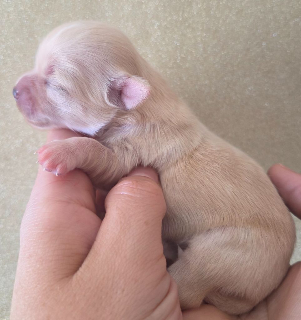 Du plateau des abeilles - Chiots disponibles - Chihuahua
